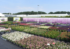 Containerveld van Florensis.